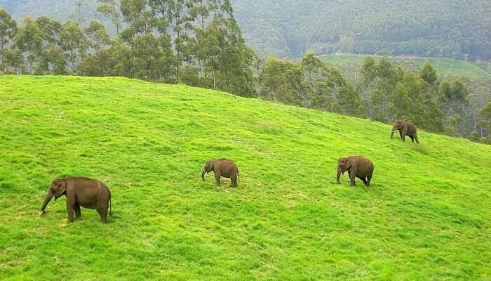 Ulipooni Wildlife Sanctuary